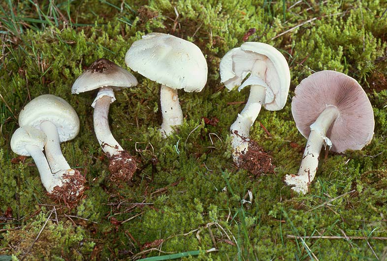 Agaricus silvicola